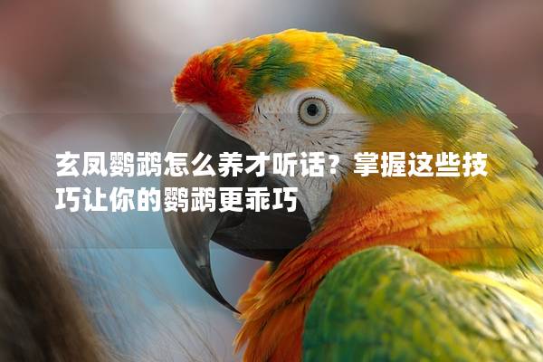 玄凤鹦鹉怎么养才听话？掌握这些技巧让你的鹦鹉更乖巧