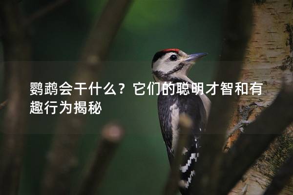 鹦鹉会干什么？它们的聪明才智和有趣行为揭秘