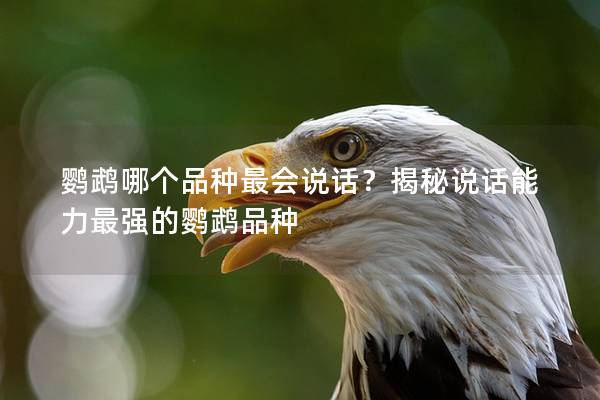鹦鹉哪个品种最会说话？揭秘说话能力最强的鹦鹉品种