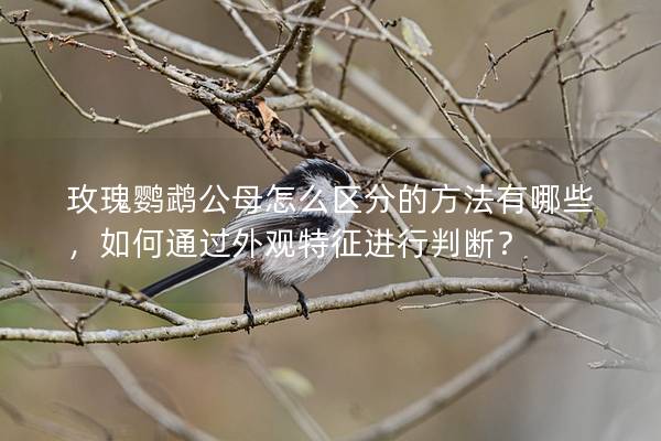 玫瑰鹦鹉公母怎么区分的方法有哪些，如何通过外观特征进行判断？