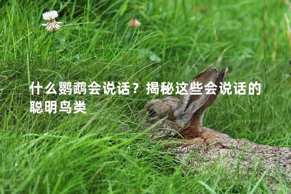 什么鹦鹉会说话？揭秘这些会说话的聪明鸟类