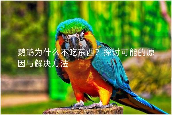 鹦鹉为什么不吃东西？探讨可能的原因与解决方法