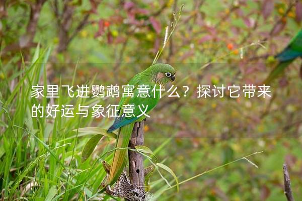 家里飞进鹦鹉寓意什么？探讨它带来的好运与象征意义