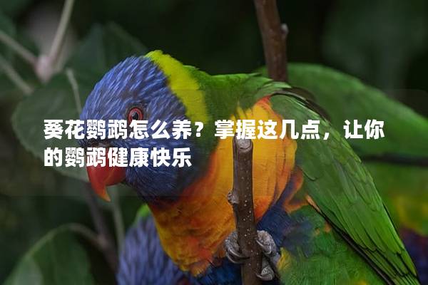 葵花鹦鹉怎么养？掌握这几点，让你的鹦鹉健康快乐