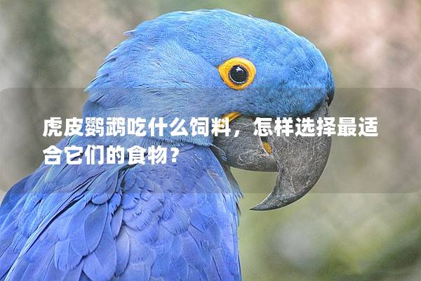 虎皮鹦鹉吃什么饲料，怎样选择最适合它们的食物？