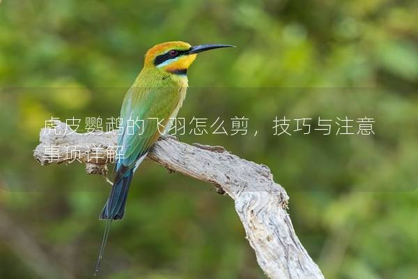 虎皮鹦鹉的飞羽怎么剪，技巧与注意事项详解