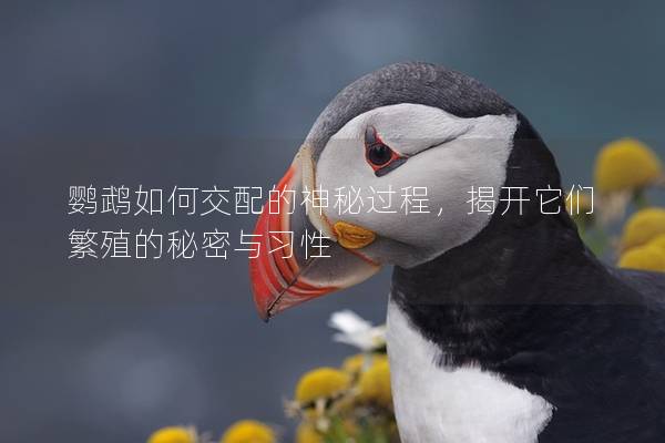 鹦鹉如何交配的神秘过程，揭开它们繁殖的秘密与习性