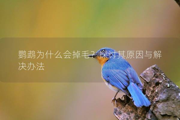 鹦鹉为什么会掉毛？探讨其原因与解决办法