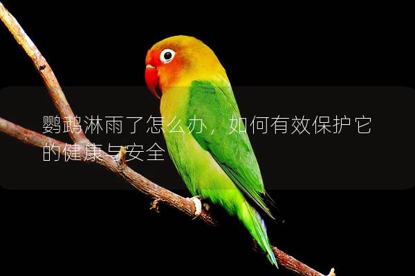 鹦鹉淋雨了怎么办，如何有效保护它的健康与安全