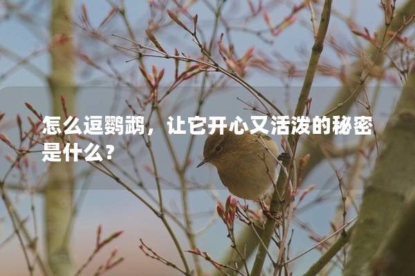 怎么逗鹦鹉，让它开心又活泼的秘密是什么？