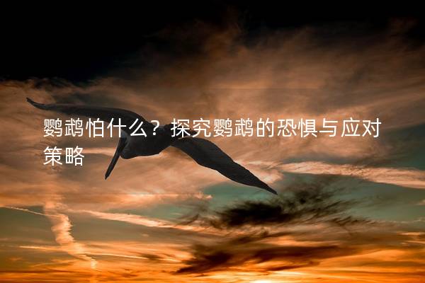 鹦鹉怕什么？探究鹦鹉的恐惧与应对策略