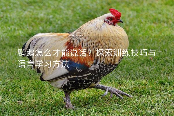 鹦鹉怎么才能说话？探索训练技巧与语言学习方法