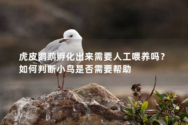 虎皮鹦鹉孵化出来需要人工喂养吗？如何判断小鸟是否需要帮助