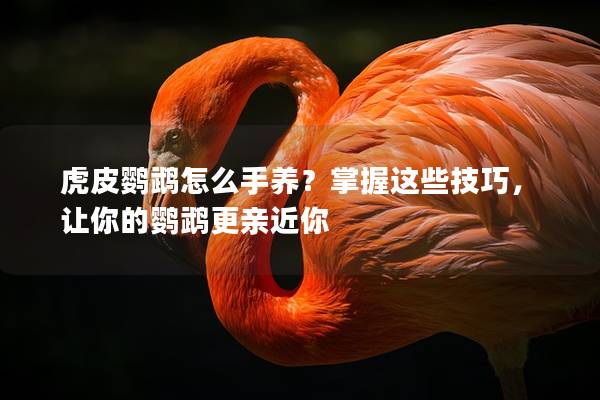 虎皮鹦鹉怎么手养？掌握这些技巧，让你的鹦鹉更亲近你