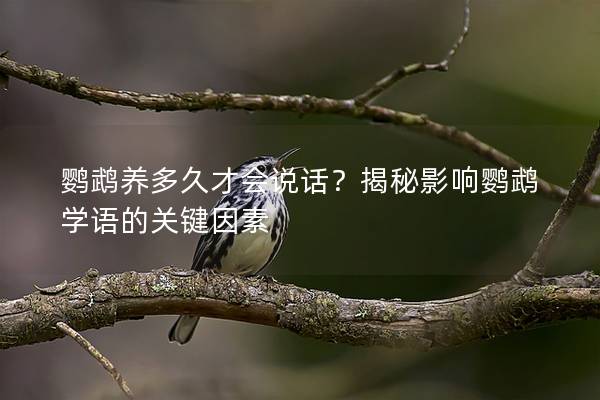 鹦鹉养多久才会说话？揭秘影响鹦鹉学语的关键因素