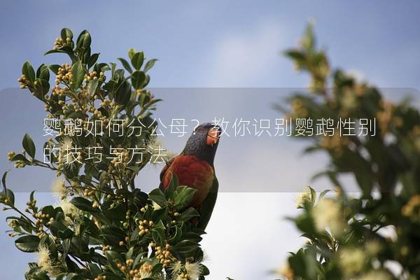 鹦鹉如何分公母？教你识别鹦鹉性别的技巧与方法