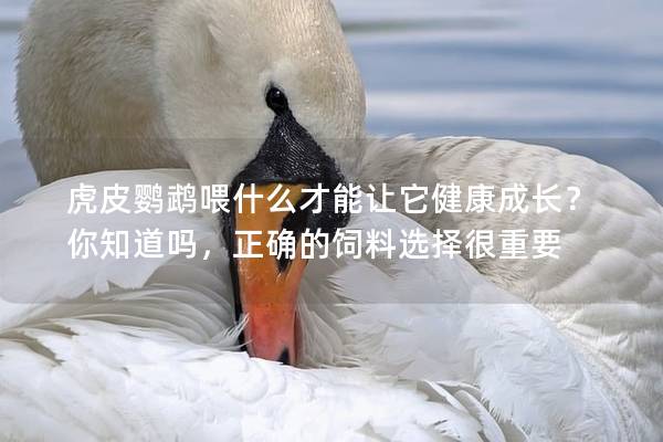 虎皮鹦鹉喂什么才能让它健康成长？你知道吗，正确的饲料选择很重要