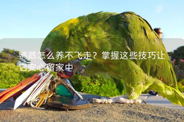 鹦鹉怎么养不飞走？掌握这些技巧让它安心留家中