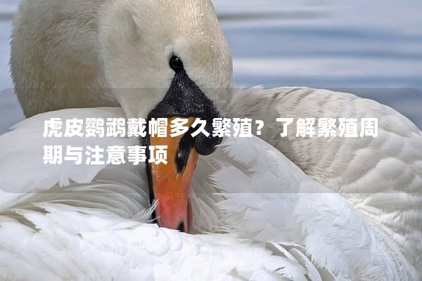 虎皮鹦鹉戴帽多久繁殖？了解繁殖周期与注意事项
