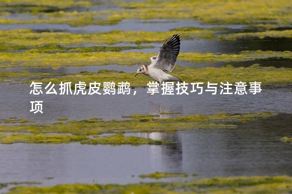 怎么抓虎皮鹦鹉，掌握技巧与注意事项