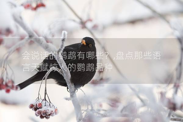 会说话的鹦鹉有哪些？,盘点那些语言天赋惊人的鹦鹉品种