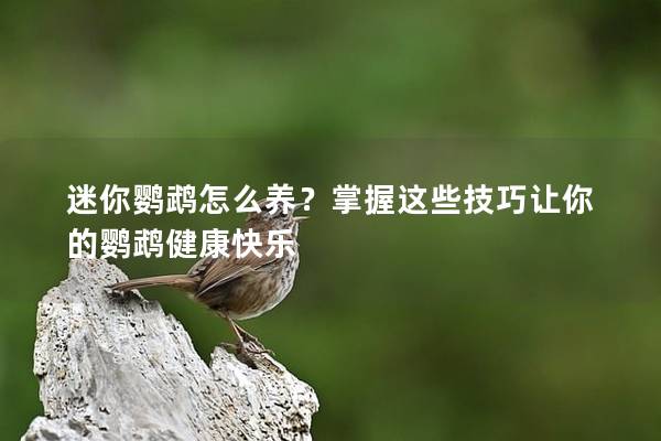 迷你鹦鹉怎么养？掌握这些技巧让你的鹦鹉健康快乐