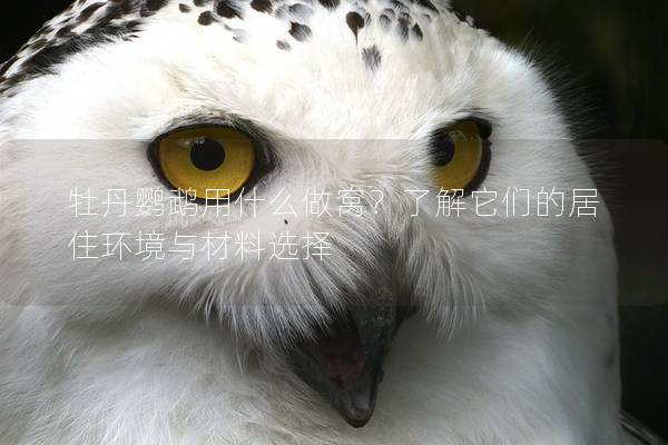 牡丹鹦鹉用什么做窝？了解它们的居住环境与材料选择