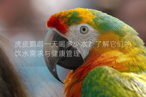 虎皮鹦鹉一天喝多少水？了解它们的饮水需求与健康管理