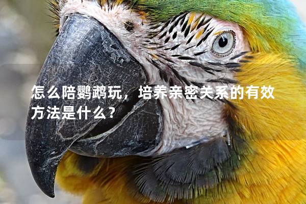 怎么陪鹦鹉玩，培养亲密关系的有效方法是什么？