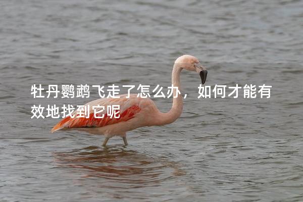 牡丹鹦鹉飞走了怎么办，如何才能有效地找到它呢