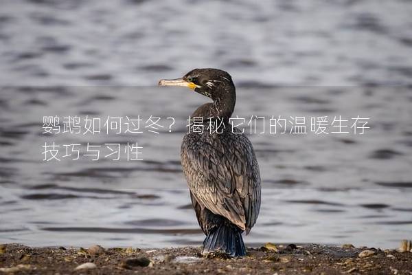 鹦鹉如何过冬？揭秘它们的温暖生存技巧与习性