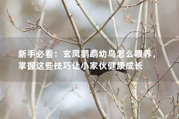 新手必看：玄凤鹦鹉幼鸟怎么喂养，掌握这些技巧让小家伙健康成长