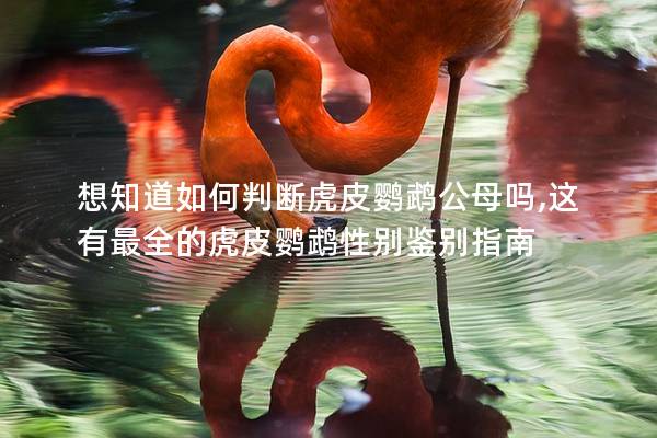想知道如何判断虎皮鹦鹉公母吗,这有最全的虎皮鹦鹉性别鉴别指南