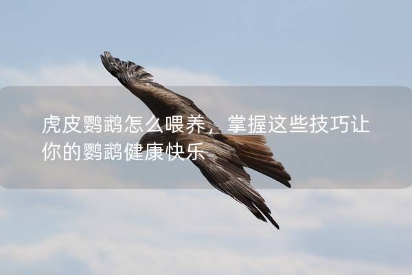 虎皮鹦鹉怎么喂养，掌握这些技巧让你的鹦鹉健康快乐