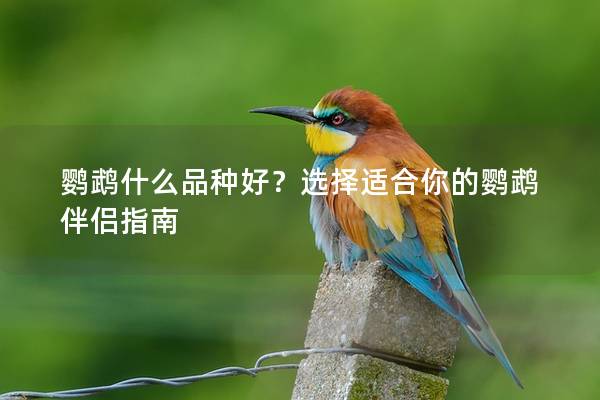 鹦鹉什么品种好？选择适合你的鹦鹉伴侣指南