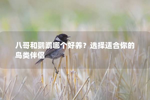 八哥和鹦鹉哪个好养？选择适合你的鸟类伴侣