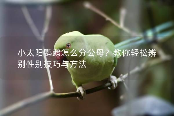 小太阳鹦鹉怎么分公母？教你轻松辨别性别技巧与方法