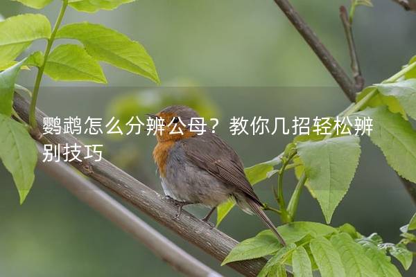 鹦鹉怎么分辨公母？教你几招轻松辨别技巧
