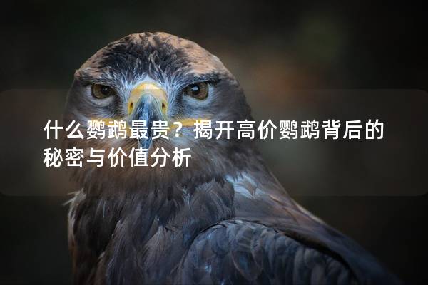 什么鹦鹉最贵？揭开高价鹦鹉背后的秘密与价值分析