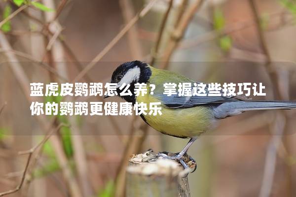 蓝虎皮鹦鹉怎么养？掌握这些技巧让你的鹦鹉更健康快乐