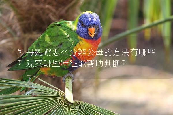 牡丹鹦鹉怎么分辨公母的方法有哪些？观察哪些特征能帮助判断？
