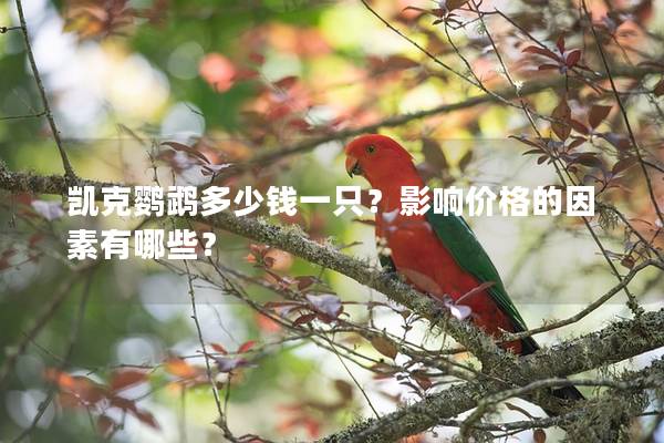 凯克鹦鹉多少钱一只？影响价格的因素有哪些？