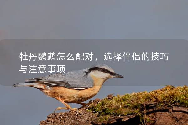 牡丹鹦鹉怎么配对，选择伴侣的技巧与注意事项