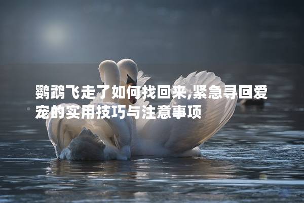 鹦鹉飞走了如何找回来,紧急寻回爱宠的实用技巧与注意事项