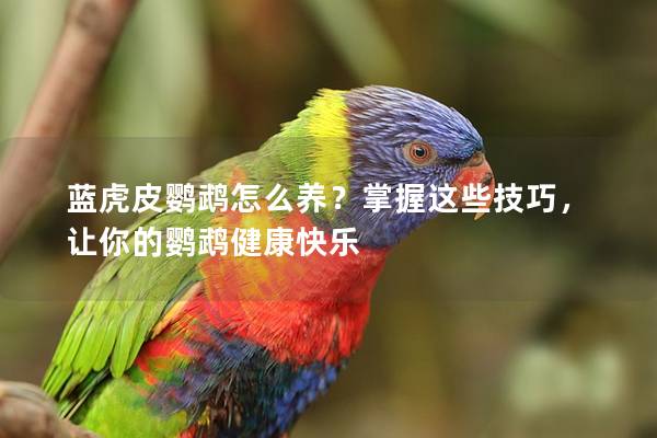 蓝虎皮鹦鹉怎么养？掌握这些技巧，让你的鹦鹉健康快乐