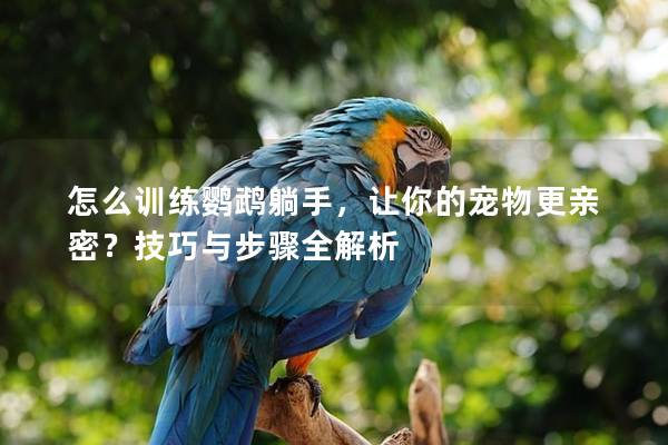 怎么训练鹦鹉躺手，让你的宠物更亲密？技巧与步骤全解析