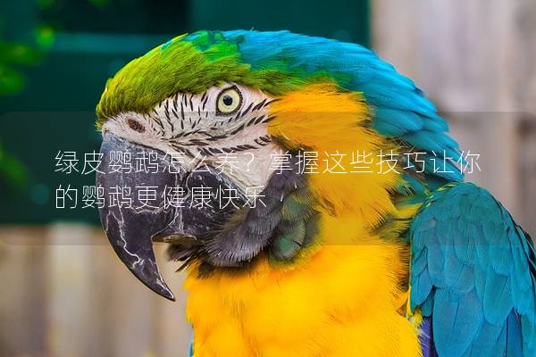 绿皮鹦鹉怎么养？掌握这些技巧让你的鹦鹉更健康快乐