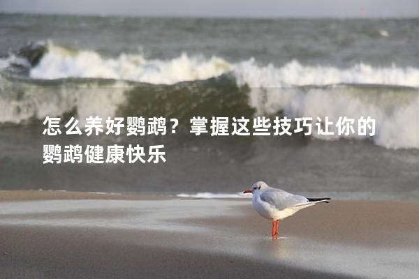 怎么养好鹦鹉？掌握这些技巧让你的鹦鹉健康快乐
