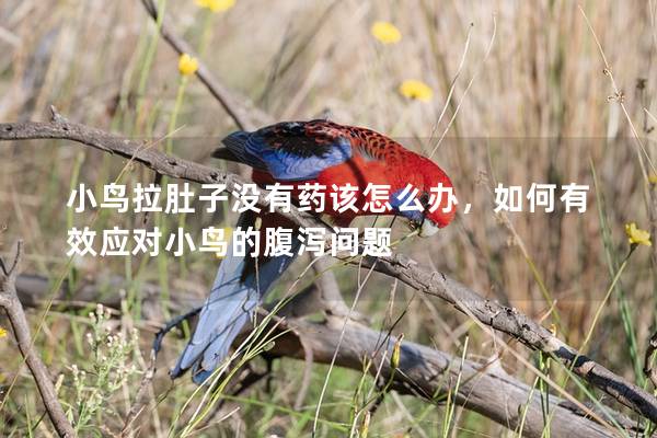 小鸟拉肚子没有药该怎么办，如何有效应对小鸟的腹泻问题