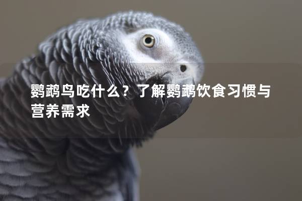 鹦鹉鸟吃什么？了解鹦鹉饮食习惯与营养需求